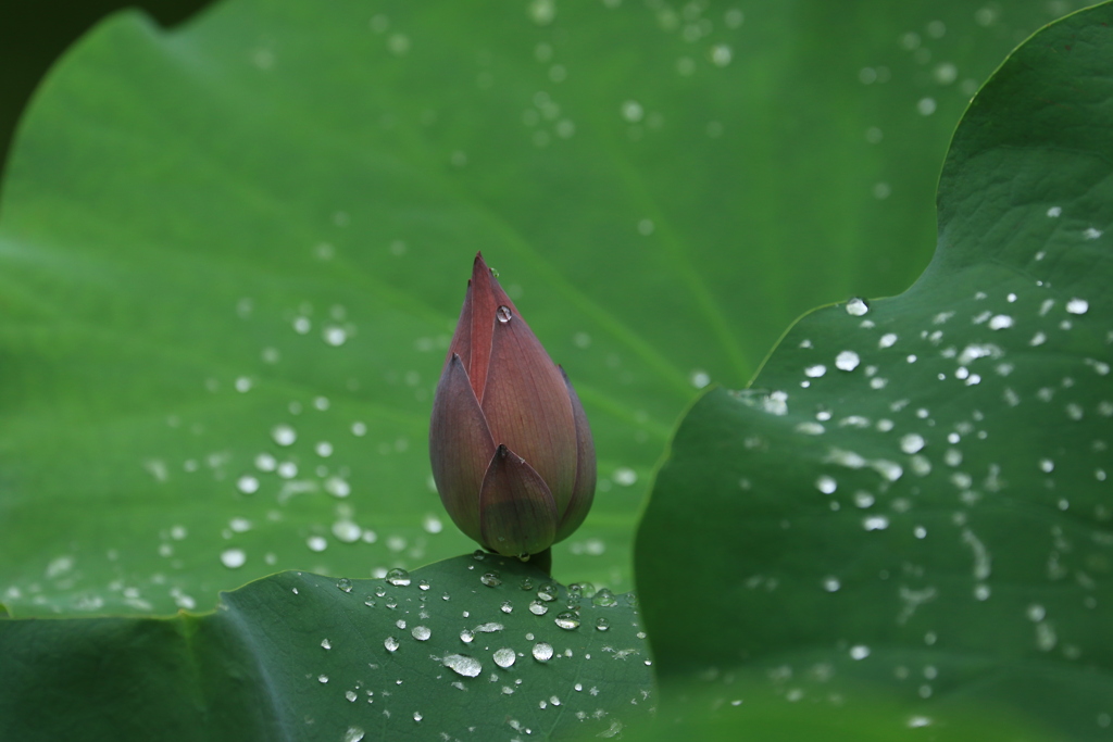 雨上がり