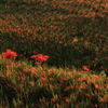 IMG_8983燃える