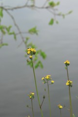 湖面の春