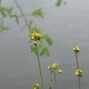湖面の春
