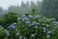 雨の日のアジサイ