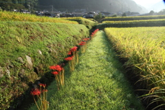 棚田の朝