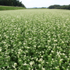 一面の蕎麦畑