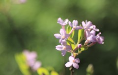 長寿桜