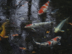 雨の日に