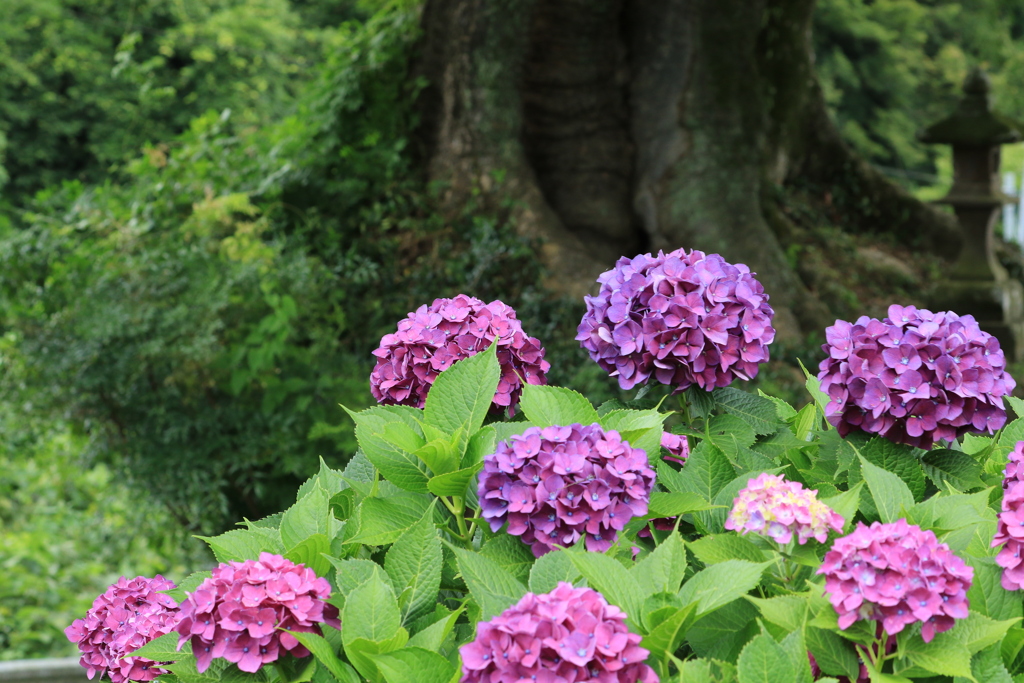 鮮やか紫陽花