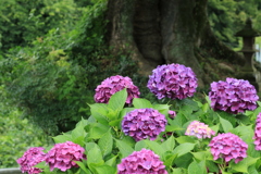 鮮やか紫陽花