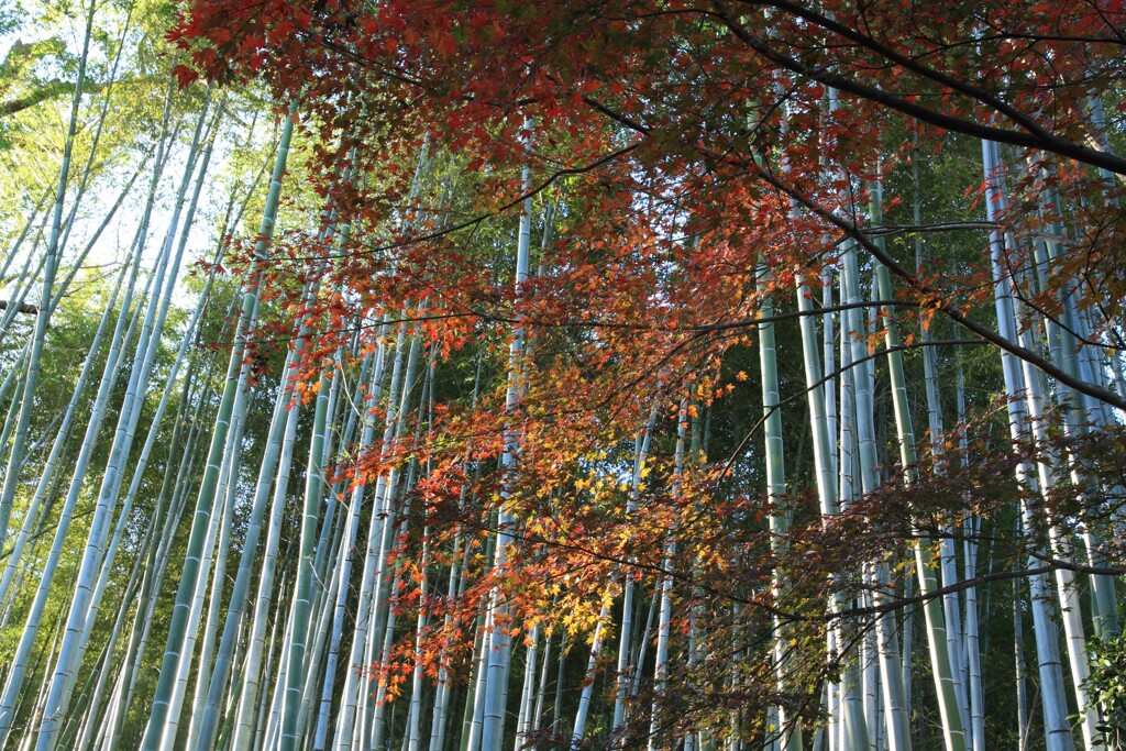 竹山の秋