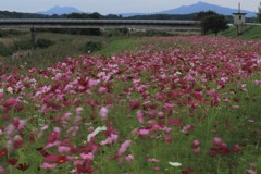 風に吹かれて