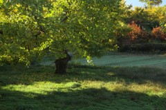 霜の朝（黄緑色のイチョウ）