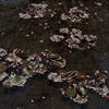 春雨のあと