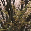 存在感のある山桜