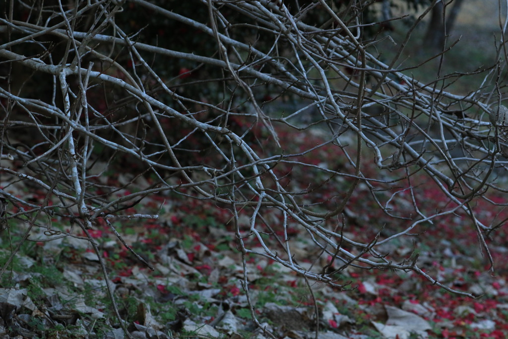 冬枯れ