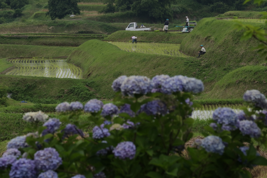 田植えの頃