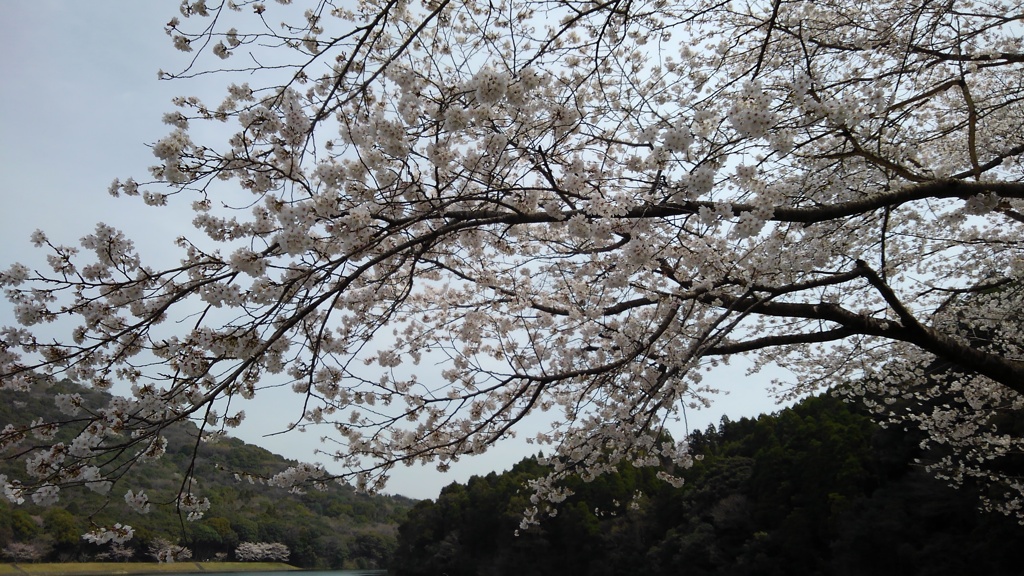 満開の桜にコロナも忘れてしまいそうでした。