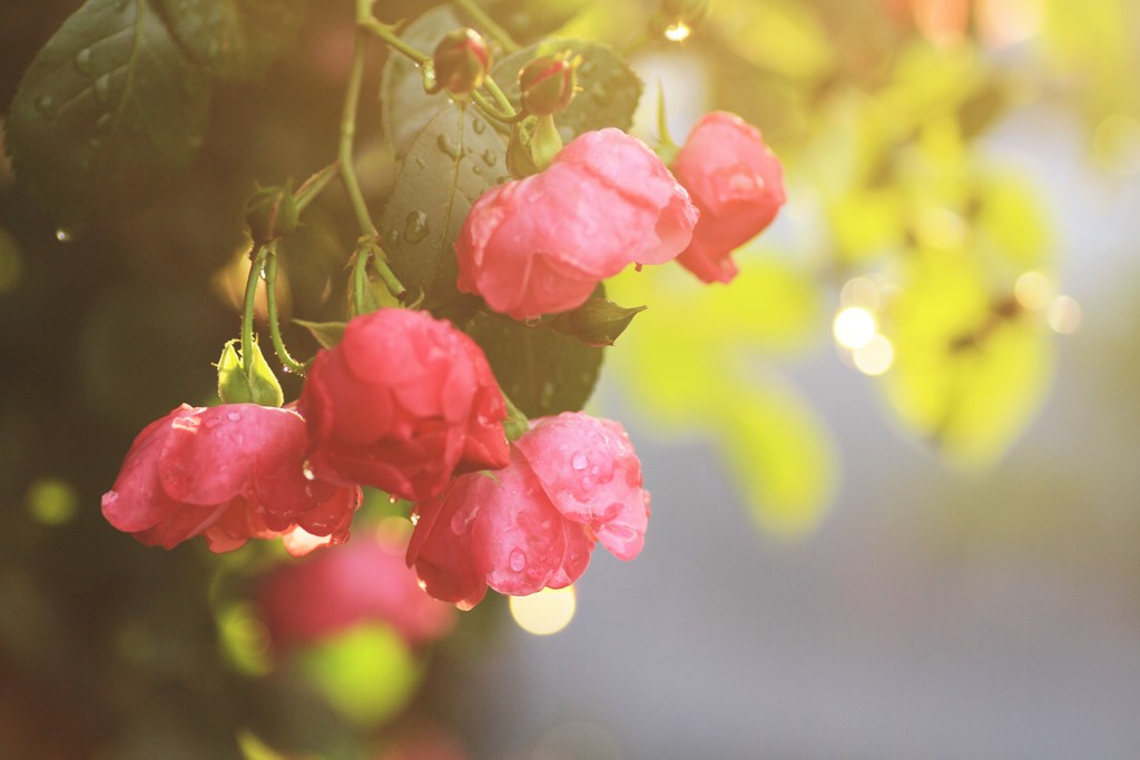 雨上がりのバラ