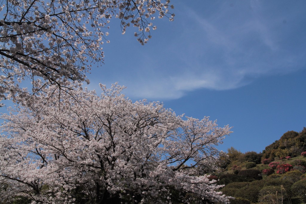 満開の桜