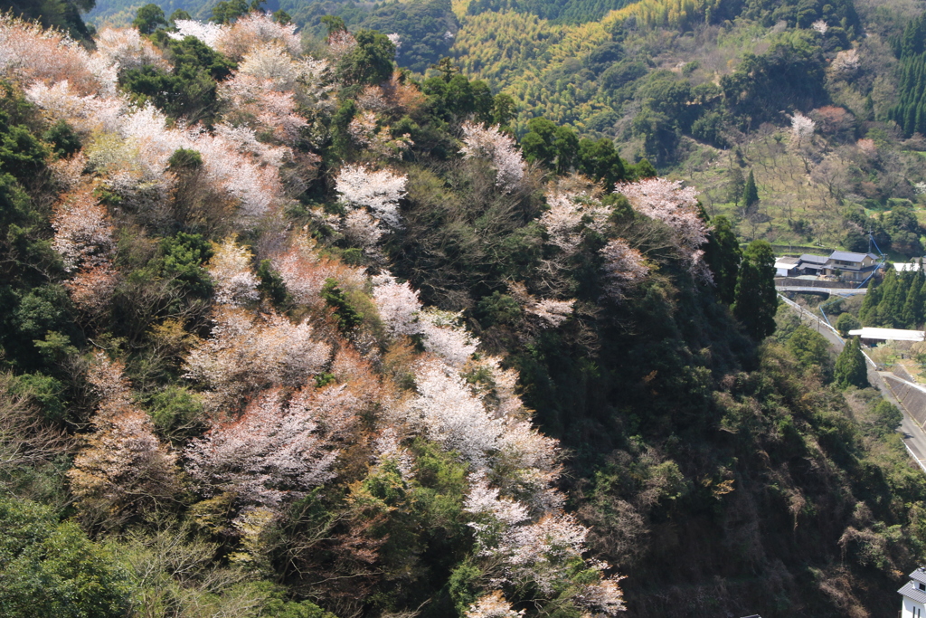 山里の春