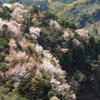 山里の春