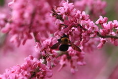 花の香に誘われて