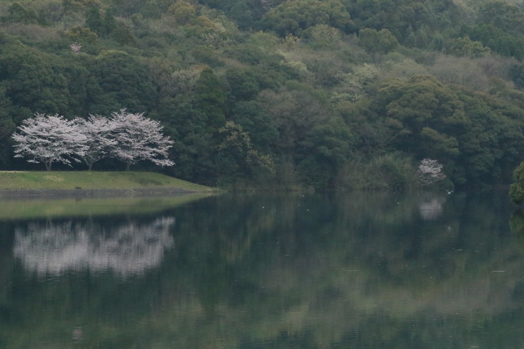 朝の蒲生の池
