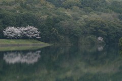 朝の蒲生の池