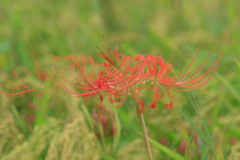 彼岸花