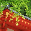 若葉のころ