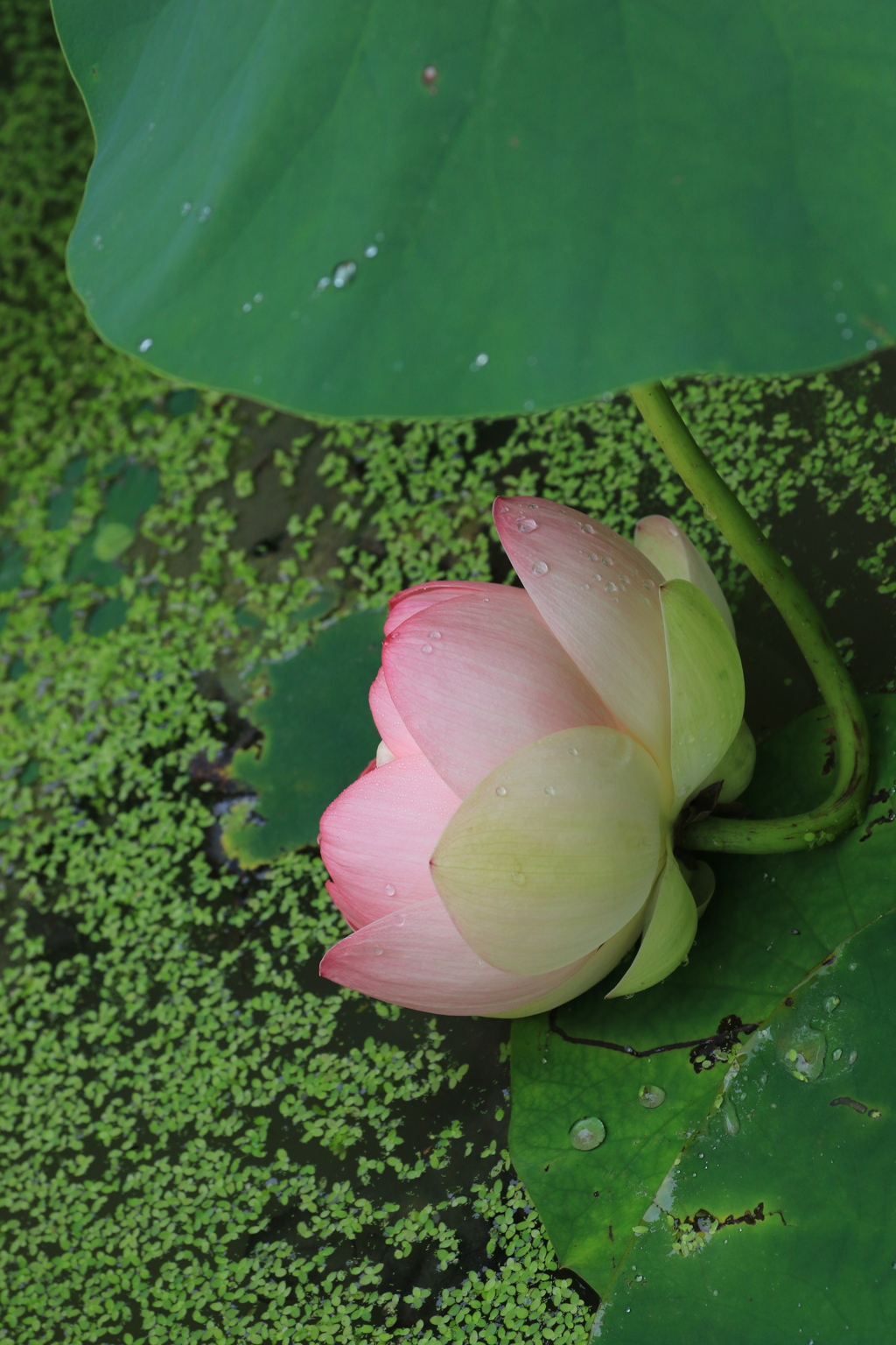 蓮の花