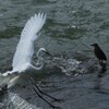鷺とゴイサギ