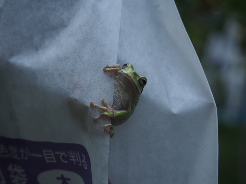 P8140090こんにちは！