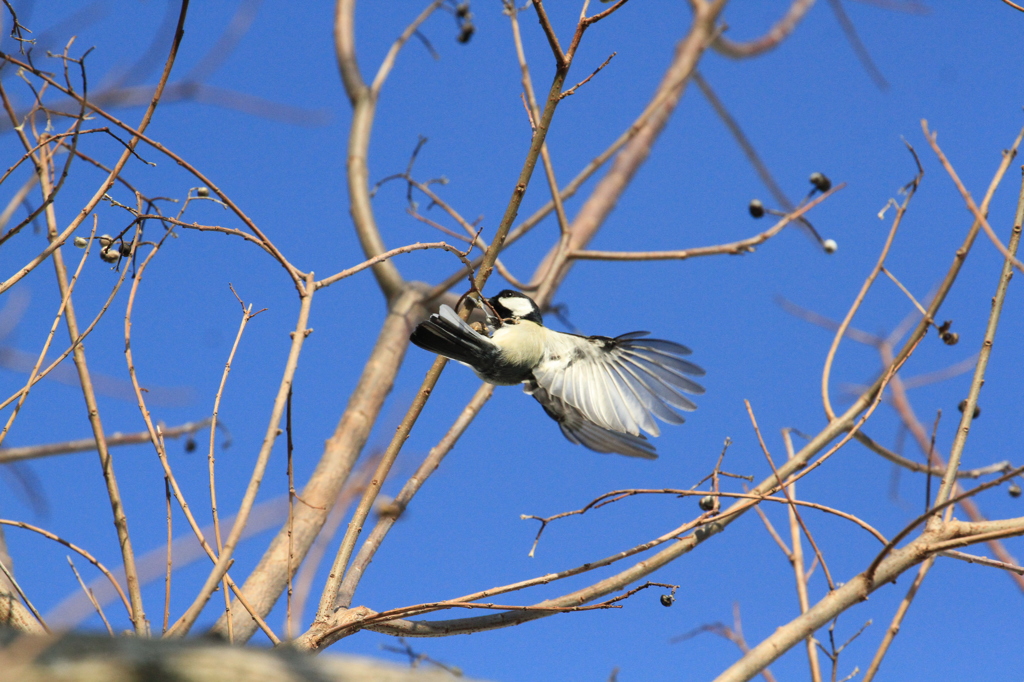 IMG_2714zとびます！