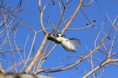 IMG_2714zとびます！