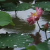 雨に咲く