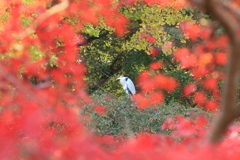 紅葉の中の鷺