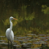 水辺のサギ