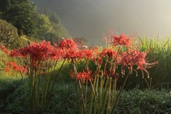 雨上がりの彼岸花