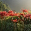 雨上がりの彼岸花