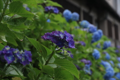紫陽花ブルー