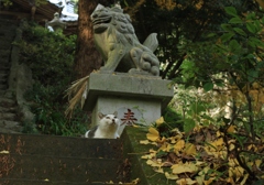 しろちゃん