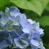 紫陽花