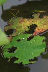 もう一つの美