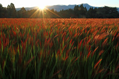 実りのあき（２）