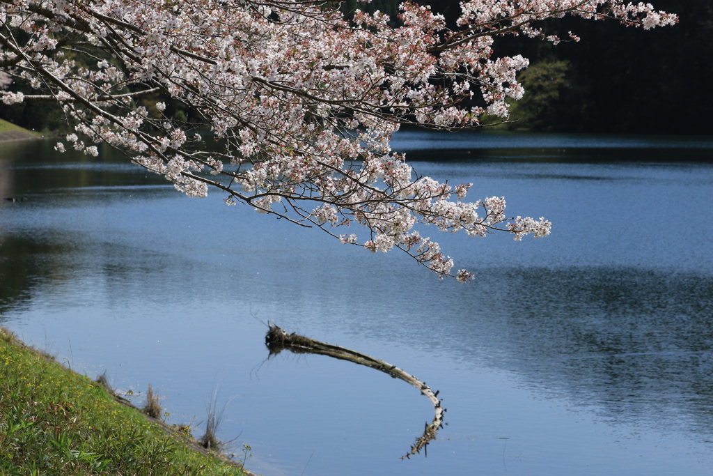 蒲生の池の桜