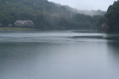 雨にけむる春景色