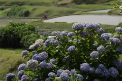 紫陽花のころ