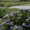 紫陽花のころ