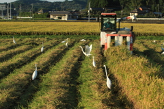 収穫のころ