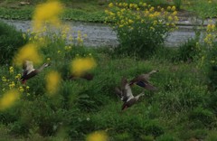 飛んで！飛んで！