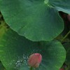 I雨の日の蓮